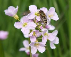 Wiesenschaumkraut-Schwebfliege-36.jpg